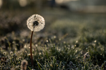 Single dandelion In The Early Morning Dew
