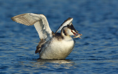 カンムリカイツブリ