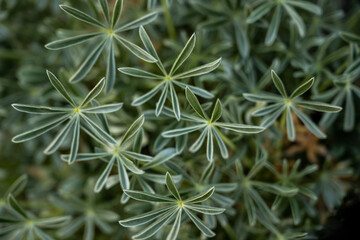 Selective Focus Of Lupine Leaves In Spring