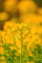 菜の花