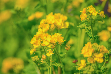 菜の花