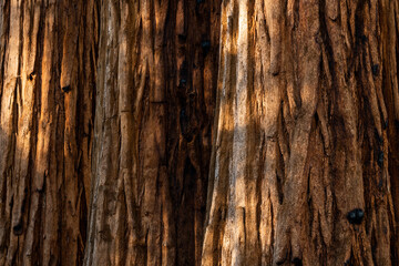 Sequoia Layers Horizontal Background Image