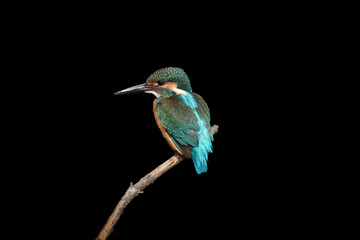 Male Common Kingfisher perching image with black background.