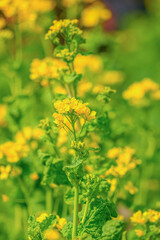 菜の花