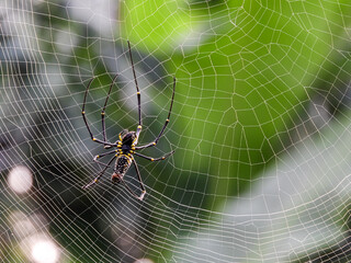 Nephilinae is a subfamily of spiders in the family Araneidae
