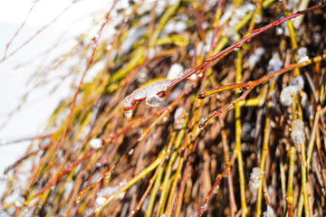 Weidenkätzchen mit Eis und Schnee