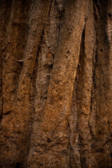 Spider Webs Hang Between The Bark Of Giant Sequoia