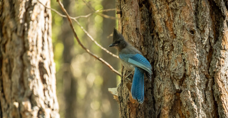 Stellars Jay Perched On The Side of Pine Tree Looking Left