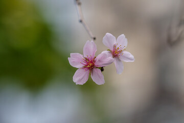 東京都港区愛宕2丁目の桜