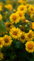 The yellow flower in the garden