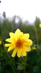 The yellow flower in the garden