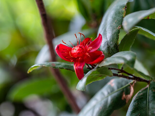 red  flower