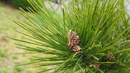 春の小さなまつぼっくり