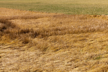 Agricultural field with a large number of yellow cereals