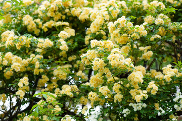 満開のモッコウバラ