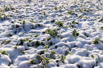 Green grass covered with snow and ice in winter