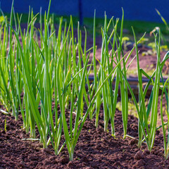 Fototapeta premium Green onions grow in a bed. Salad onions