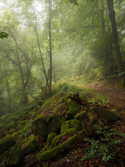 Track along stones and ferns in a foggy forest