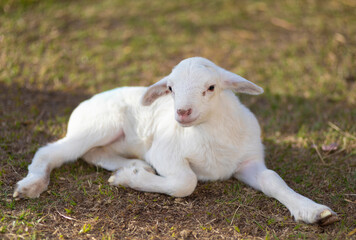 Young katahdin sheep lamb resting