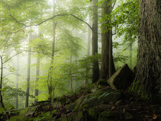 Stones, moss and trees in a foggy forest