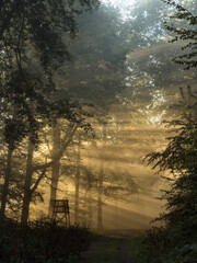 Sun rays in a foggy forest with track and high seat - 580319191