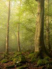Tree trunks in a green foggy forest - 580319314
