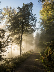 Sun rays through trees and fog 2 - 580319576