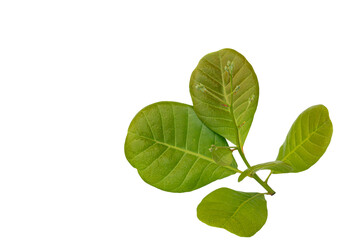 Fototapeta na wymiar leaves of cashew nut with bouquetisolated on white background