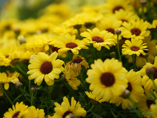 Obraz premium field of sunflowers