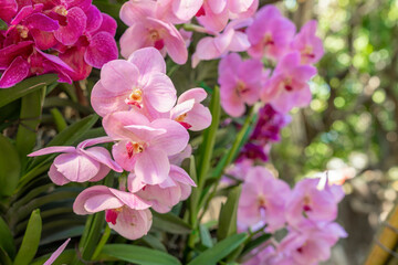 Fototapeta na wymiar The Pink color orchid flower in spring day