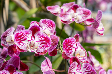 The Branch of orchid phalaenopsis in garden. Violet orchids flower.