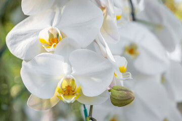 Naklejka na ściany i meble The White Orchid in bloom in garden.