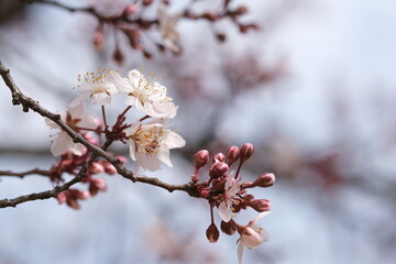 桜に似たベニバスモモの花が春を運ぶ