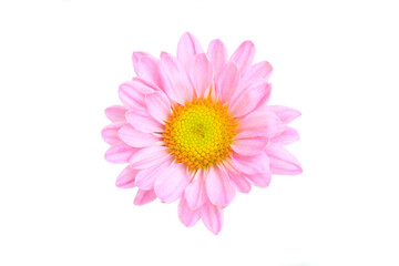 Obraz premium Pink Chrysanthemum Flower blooming on a white background, Top view, Close-up