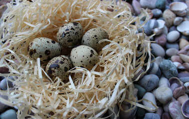 Obraz premium Closeup View Of Whole Sandpiper Eggs In A Nest On A Rocks In Nature Conditions 