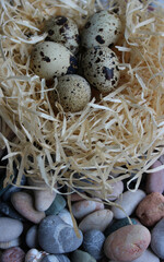 Partridge Eggs With In A Straw Nest On A Pebbles Vertical Stock Photo
