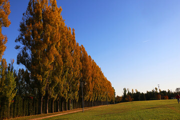 Turkey: A wonderful view of poplar trees planted in the Eskişehir Sazova Science, Art and Culture Park