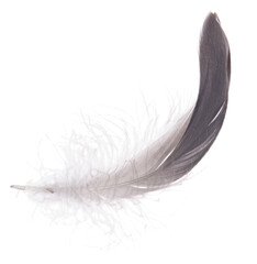 goose gray feather curl isolated on white