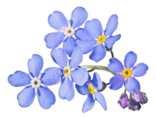 Fototapeta na wymiar six forget-me-not small blooms group with buds