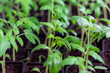 The grown seedlings of tomatoes in the tray are ready for planting in the greenhouse. Agriculture. Industrial production
