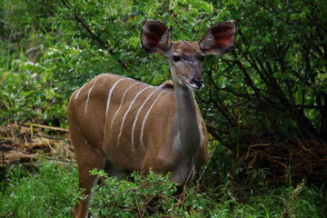 Kruger Park