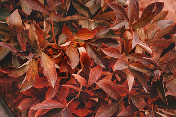 Autumn rddened leaves of peony bush. Close-up