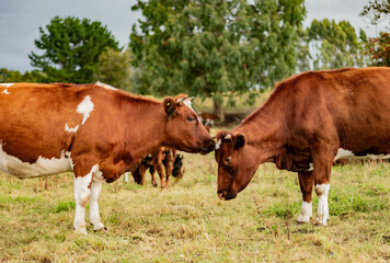 Fototapeta na wymiar cows kissing