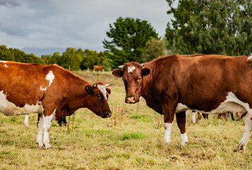 Naklejka na ściany i meble cows in the field