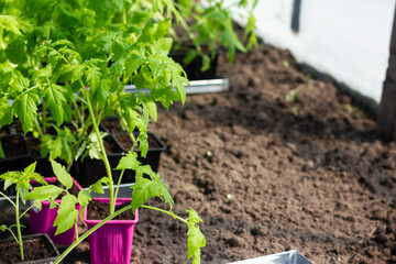 planting a tomatoes seedling. Concept of farming and planting