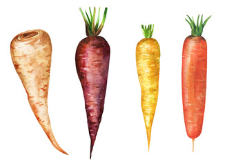 Varieties of carrots and parsnip on a white background. Watercolor illustration