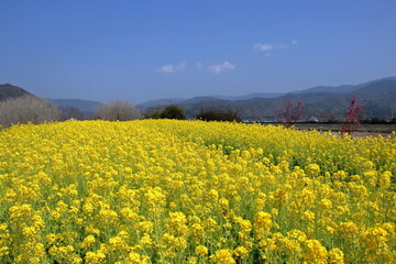 奈半利川沿いの菜の花畑　（高知県　田野町　二十三士公園）