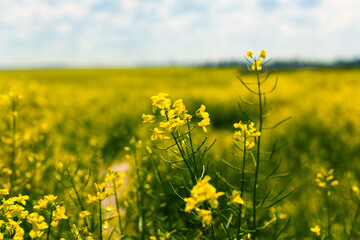 Cultivation of breeding varieties of rapeseed. Yellow rapeseed plants on fertile soils.