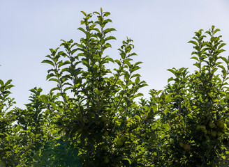 Apple orchard with a mature harvest of green apples