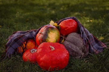 Orange and green pumpkins on the grass under a blanket